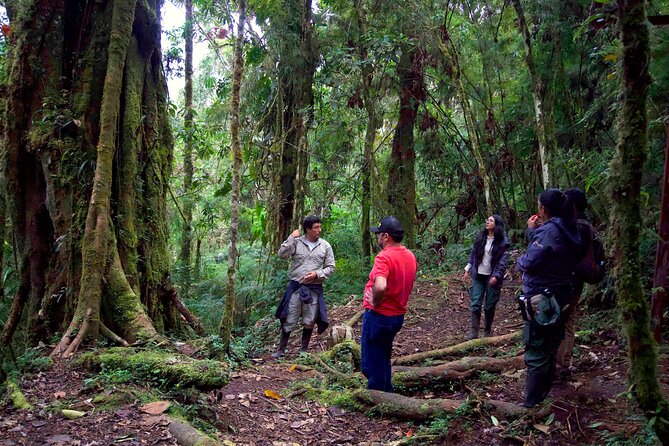 Bioacoustic Ecotourism Play Flora and Listen Fauna in Oxapampa - Bioacoustic Experience Details