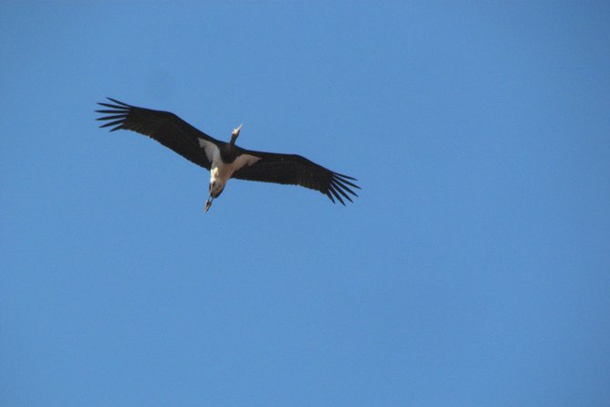 Birdwatching Day Around Sagres - Common questions