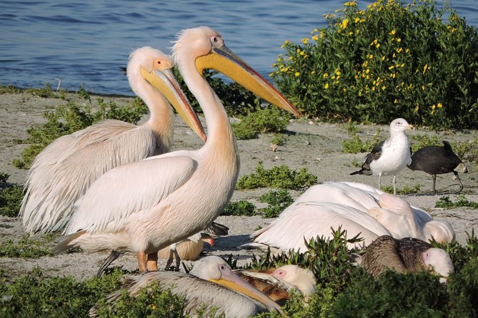 Birdwatching in Cape Town - Tips for a Successful Birdwatching Experience