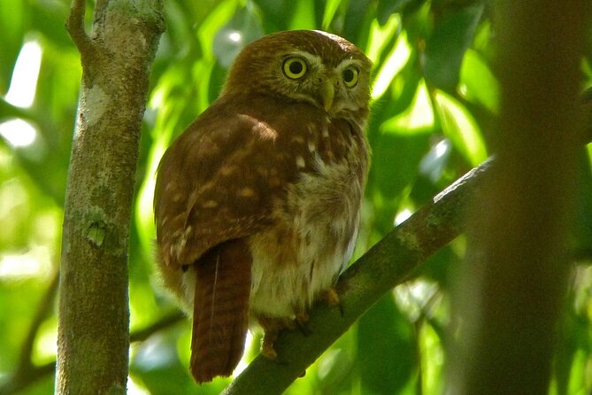 Birdwatching in Sian Kaan and Muyil Archaeological Site From Tulum - Common questions