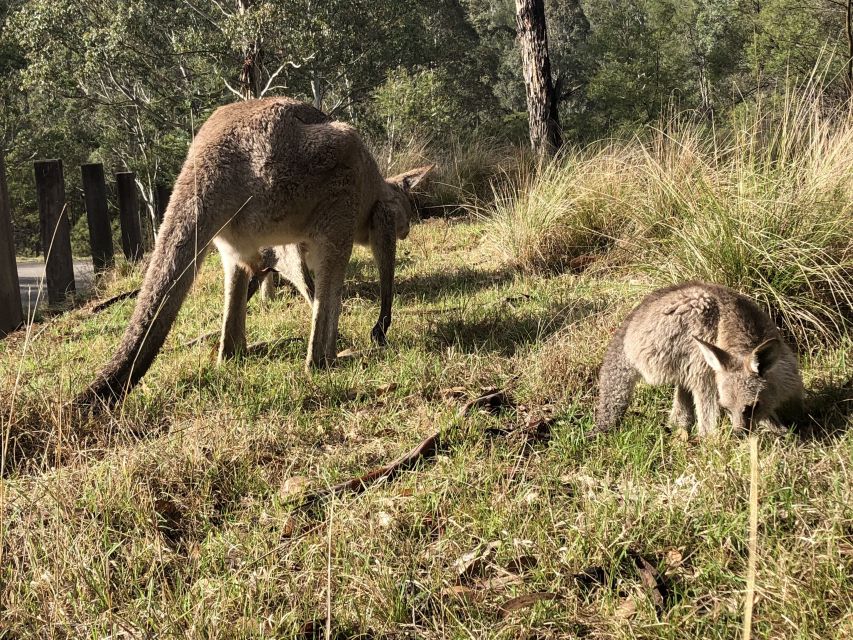 Blue Mountains: Scenic World, Waterfalls, and Wildlife Park - Directions for Visitors