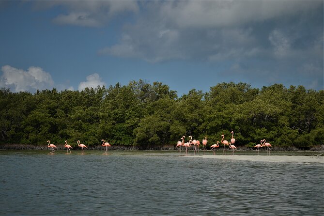 Boat Tour of Three Islands in Holbox With Transportation - Common questions