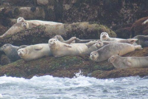 Boothbay Harbor Cruise: Lighthouses, Lobster Haul, and Seals - Common questions