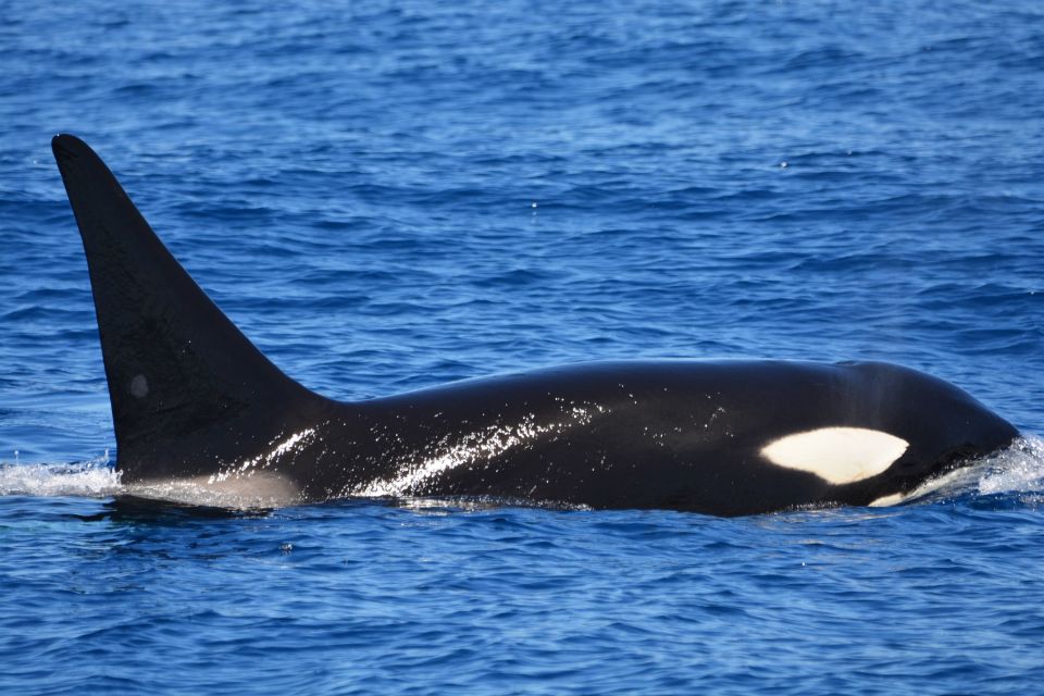 Bremer Canyon Orca Experience From Bremer Bay - Directions for Booking