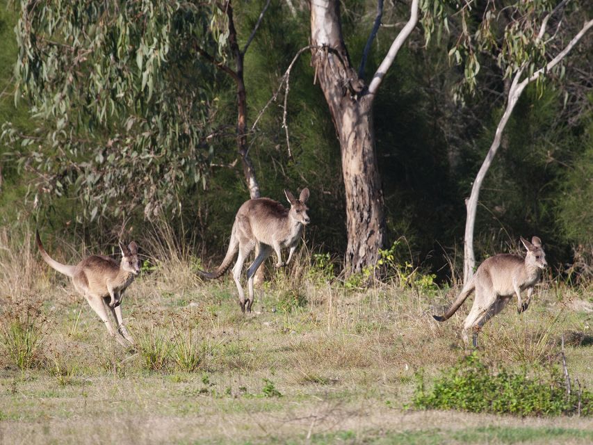 Brisbane: Kangaroos, Birds and Mangroves Coastal Tour - Common questions