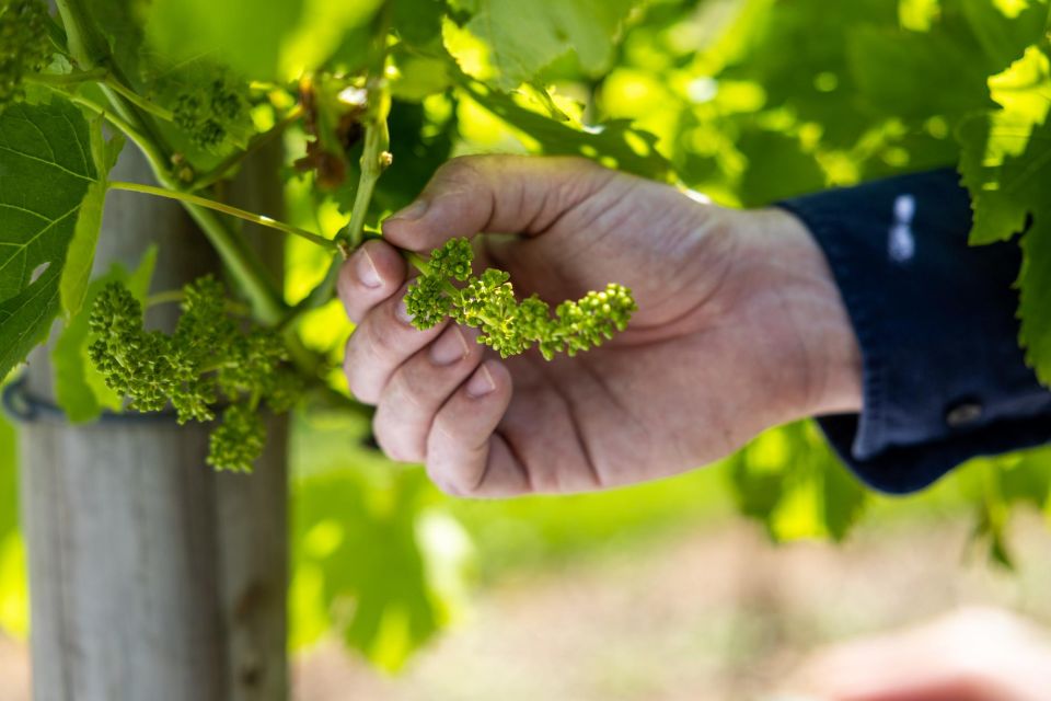 Brisbane/Tamborine Mountain: Local Winery Tour With Lunch - Customer Reviews