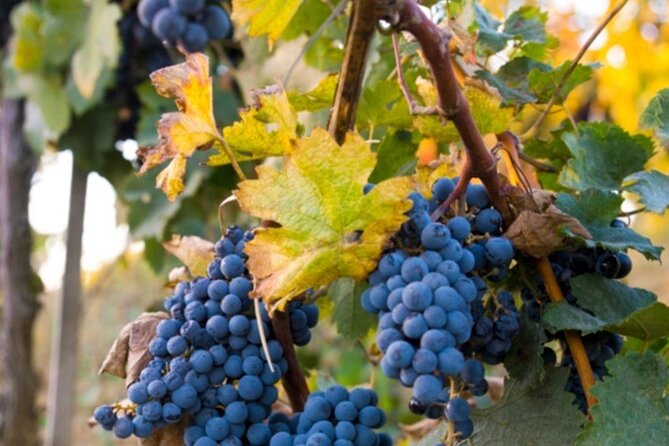 Brunello Wine Tasting From San Gimignano - Common questions