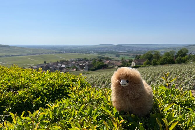 Burgundy-Chablis Wine & Cheese Tasting Private Day Trip 15 Glass - Refund Policy Details