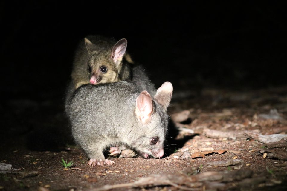 Busselton: Nocturnal Animal Tour - Directions