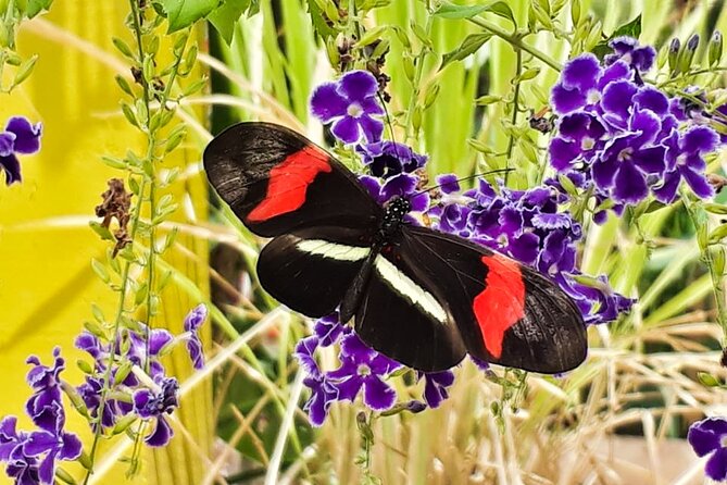 Butterfly Sanctuary Guided Tour in Puerto Vallarta - Directions for Visitors