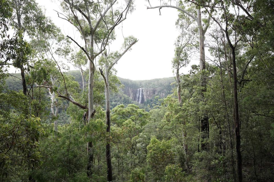 Byron Bay: Minyon Falls - Explore the Rainforest - Additional Highlights