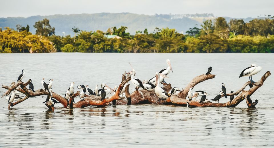 Byron Bay: Scenic Sunset River Cruise - Cruise Experience Highlights