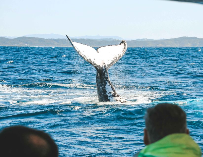 Byron Bay: Whale Watching Cruise With a Marine Biologist - Directions