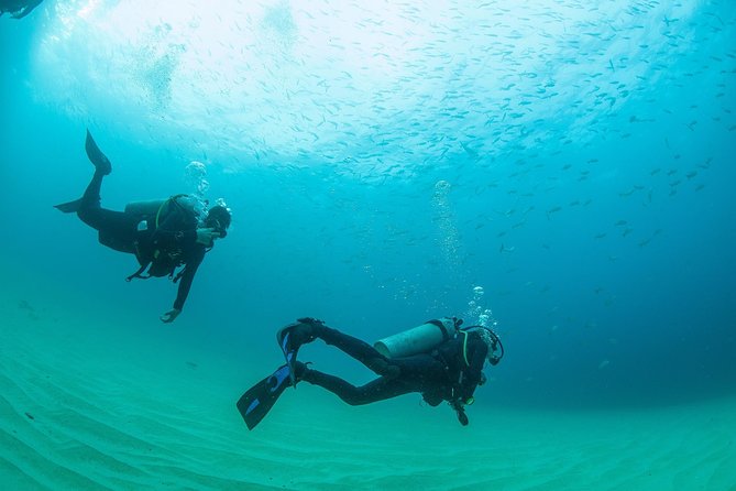 Cabo San Lucas Beginner Scuba Diving Experience - Positive Traveler Feedback Highlights