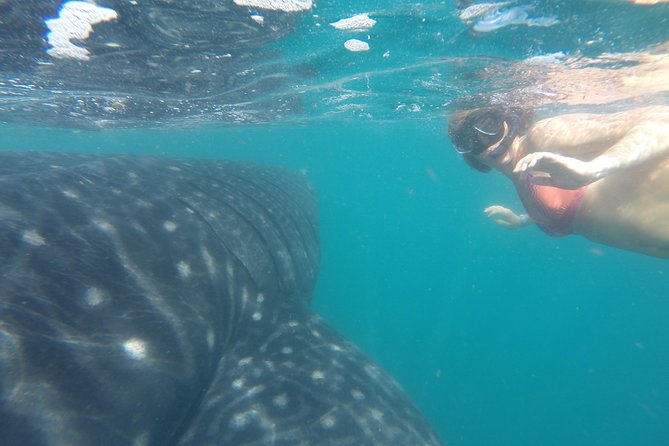 Cabo San Lucas to La Paz Whale Shark Full-Day Snorkeling Trip - Customer Support and Assistance Offered