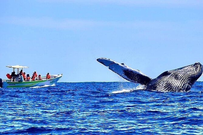 Cabo San Lucas Whale Watching Tour With Photos Included - Weather-Dependent Experience Details
