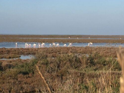 Camargue: Safari From Saintes-Maries-De-La-Mer - Last Words