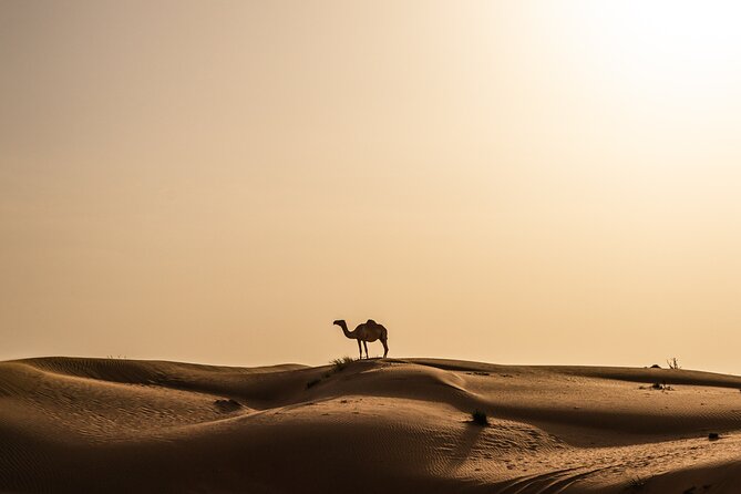Camel Trekking in Open Red Dunes Desert - Last Words