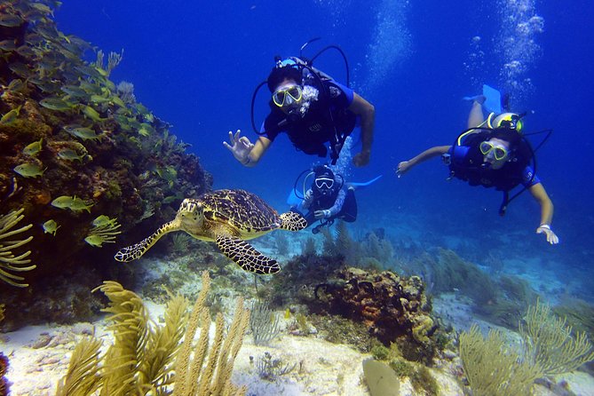 Cancun Beginners Scuba: Two Tanks, Two Dives, No Dock Fees - Last Words and Final Thoughts