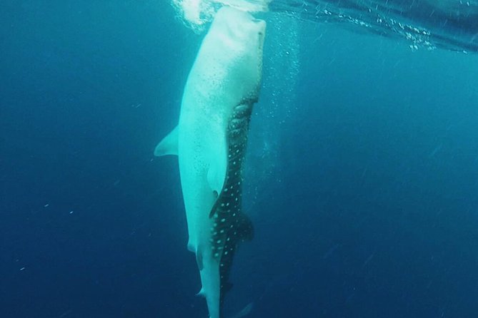 Cancun Whale Shark Encounter - Last Words