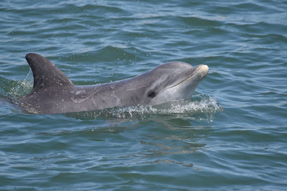 Cape May: Sunset Dolphin Watching Cruise With Food - Common questions