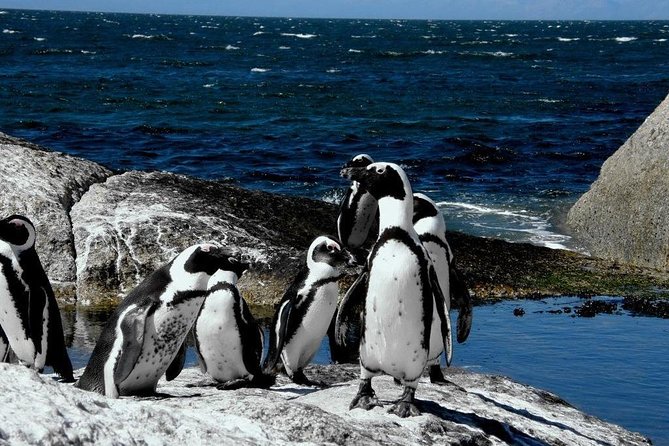 Cape of Good Hope, Cape Point & Penguins Private Customizable Full Day Tour - Tour Directions and Logistics