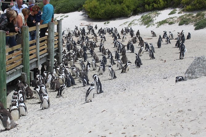 Cape of Good Hope Penguins From Cape Town Private Price/Group Up To 12Pax F/D - Common questions