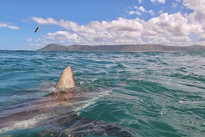 Cape Shark Diving Adventures - What to Bring