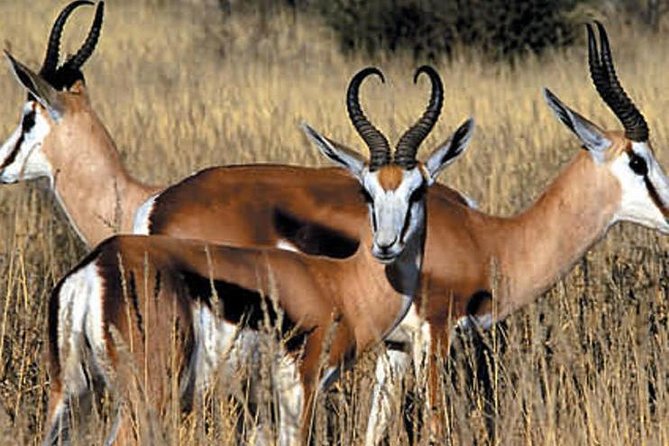 Cape Town , Aquila Safari Game Reserve Overnight Tour - Common questions