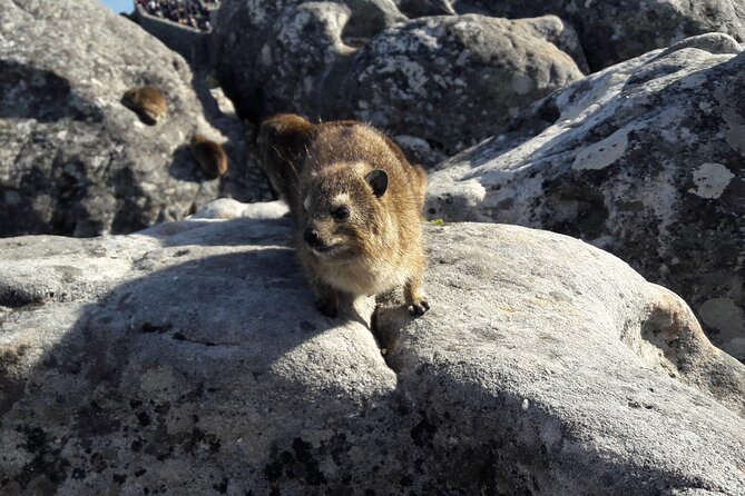 Cape Town: Table Mountain Summit Walk for the Whole Family - Additional Recommendations