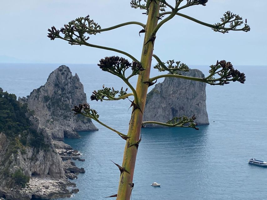 Capri Private Day Tour With Private Island Boat From Rome - Common questions
