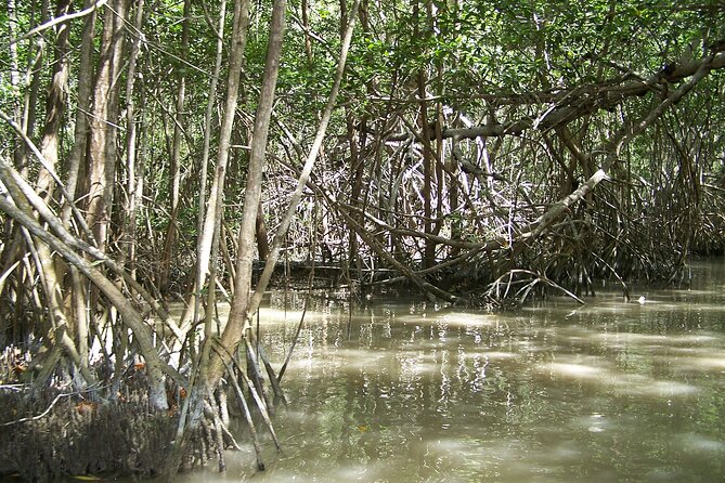 Celestun Beach and Mangrove Boat Ride From Merida - Common questions