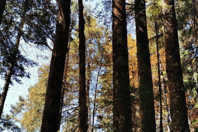 Cerro Pelon Monarch Butterfly Sanctuary. - Memorable Highlights