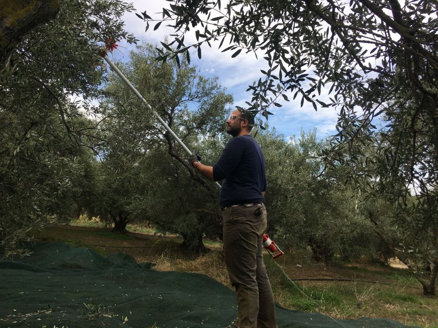 Chania Olive Oil Tour: Olive Oil Tasting & Bio Fruits Tour - Directions for Participation