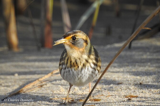 Charleston Bird Watching Tour - Additional Information