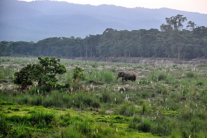 Chitwan Jungle Safari Tours - Last Words