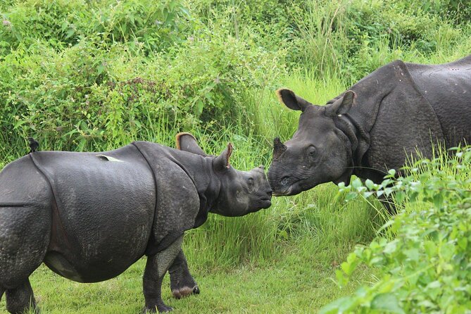 Chitwan National Park Tour - Pricing and Booking