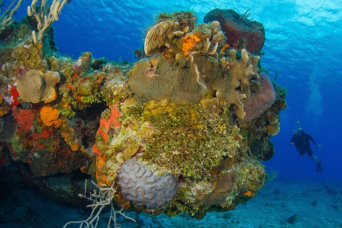 Cozumel Dive Package - Certified Divers From the Riviera Maya (4 Dives) - Common questions