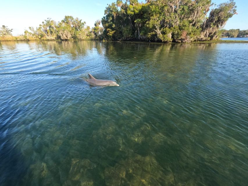 Crystal River: Kings Bay Manatee Sunset Cruise - Location: Crystal River, Florida