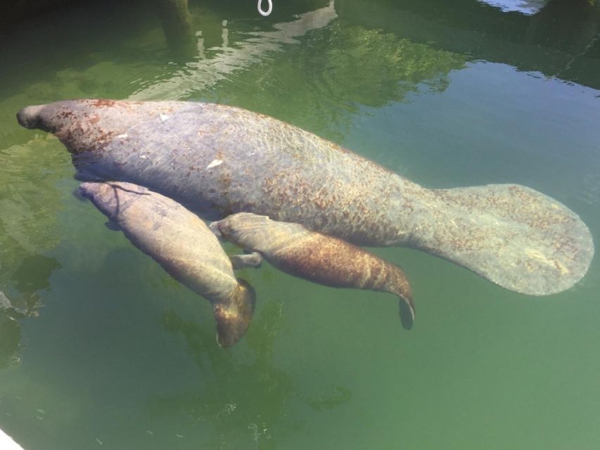 Crystal River: Manatee Viewing Cruise - Booking Tips and Recommendations