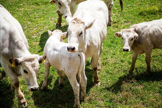 Culatello of Zibello Private Tour With Lunch and Farm Visit - Directions and Farm Visit Details