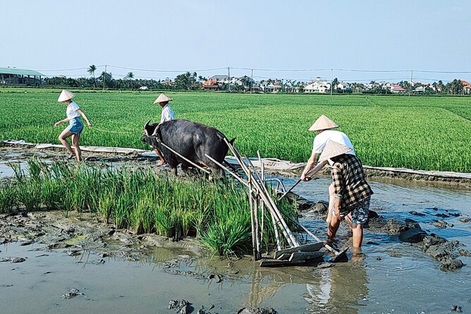 Cycling, Buffalo, Basket Boat Ride in Hoi an - Common questions