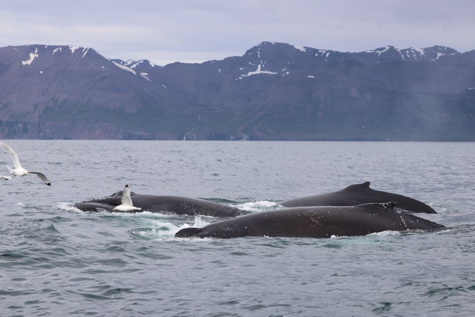 Dalvík: Whale Watching Speedboat Tour - Directions