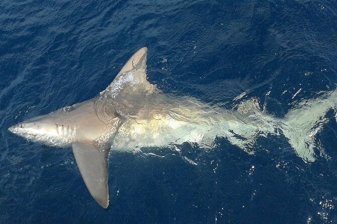 Deep Sea Fishing Charters in Fort Lauderdale Aboard 52 Hatteras - Weather Considerations