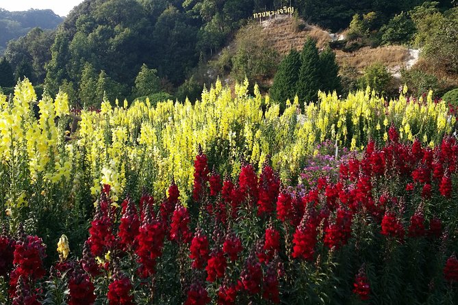 Doi Inthanon National Park and Hiking - Useful Links