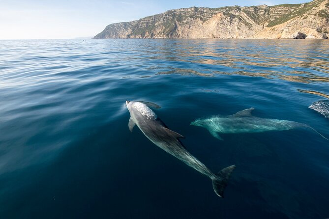 Dolphin Watching: Excursion From Lisbon - Reviews and Ratings Overview