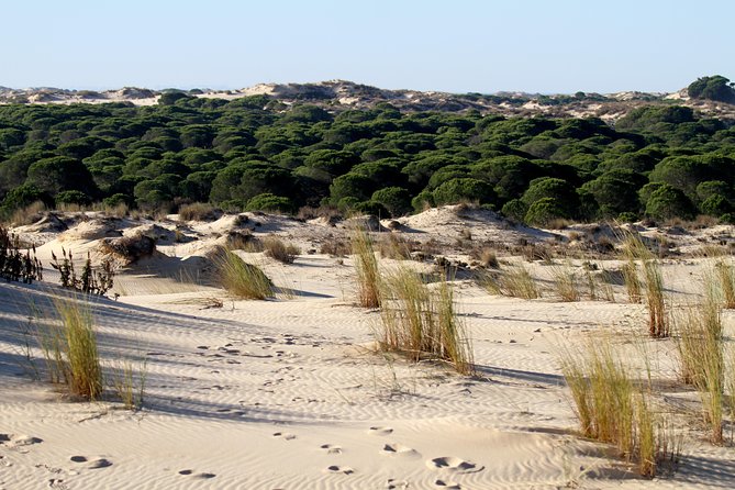 Donana National Park in Two Days From Seville - Common questions