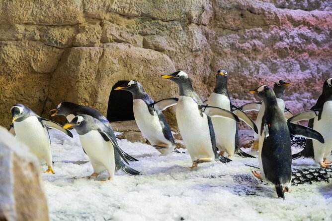 Dubai Aquarium With Penguin or Otter or Crock or Ray Encounter - Safety Guidelines and Regulations