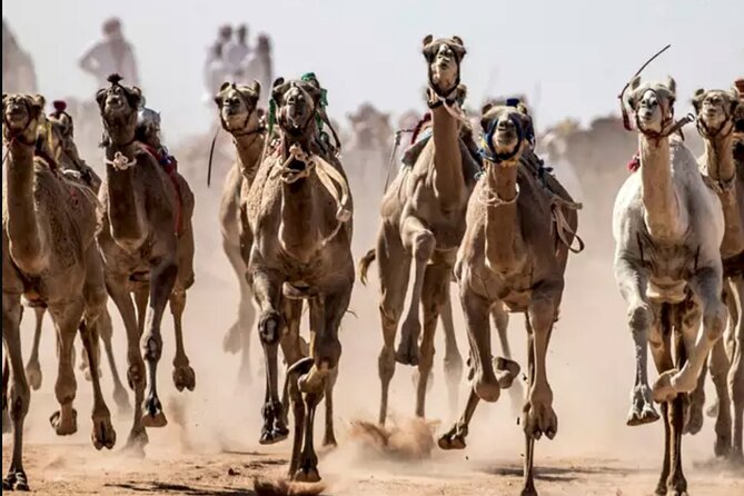 Dubai Royal Camel Race With Prime Seats & Short Camel Ride - Location and Contact Details