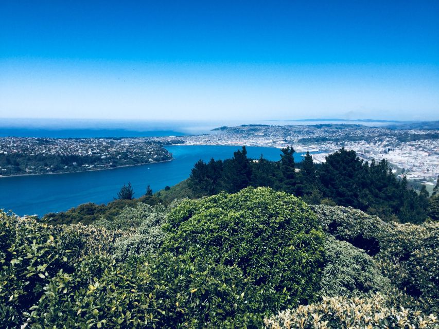 Dunedin: City Highlights and Otago Peninsula Scenery - Wildlife Cruise Option